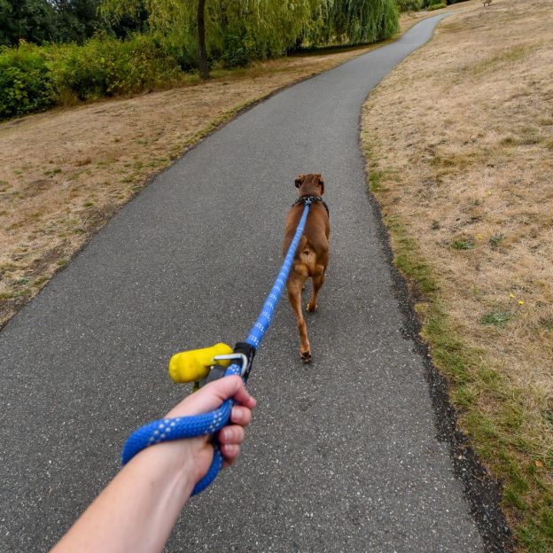 Wandelen met een losse lijn (1080 x 1080 px)